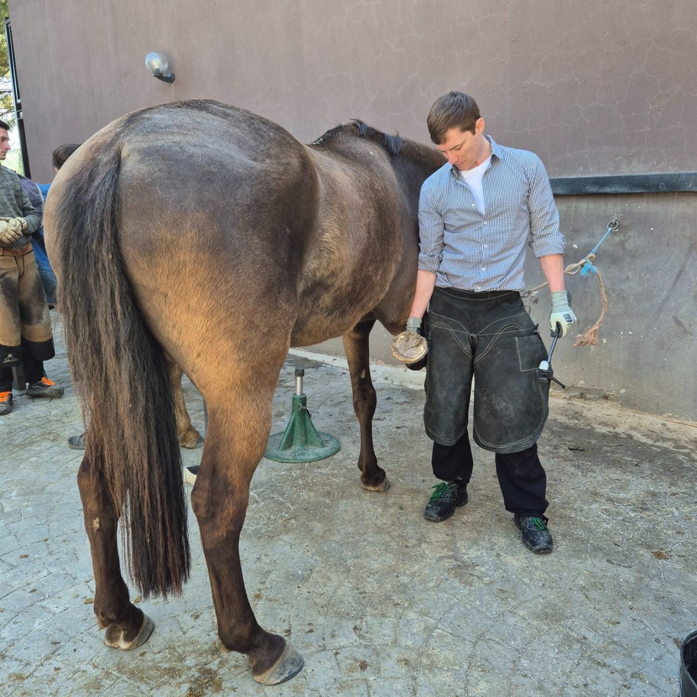 Cuidado de cascos descalzos. Balance F Un herrador en un establo cuida de un caballo.