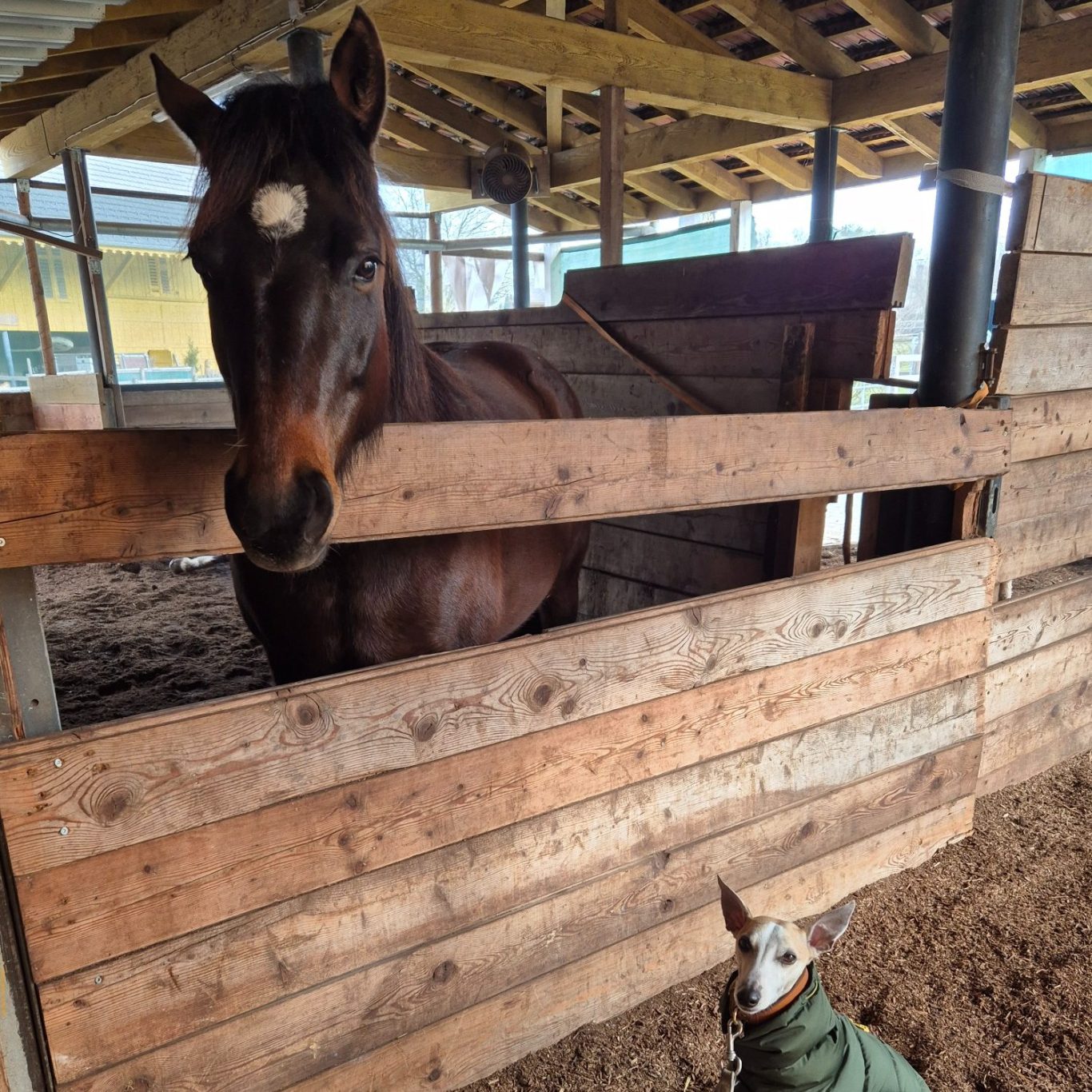 Establo en Barcelona Caballo marrón en un establo, junto a un perro pequeño con abrigo.