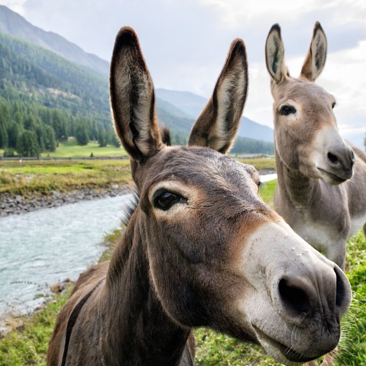 Salud equina. Bienestar y felicidad Dos burros en un paisaje natural junto a un río y montañas de fondo.